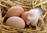 oeufs de canard
