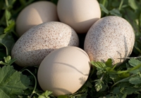 oeufs de dinde