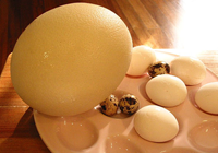 oeufs d'oie