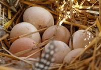 oeufs de pintade