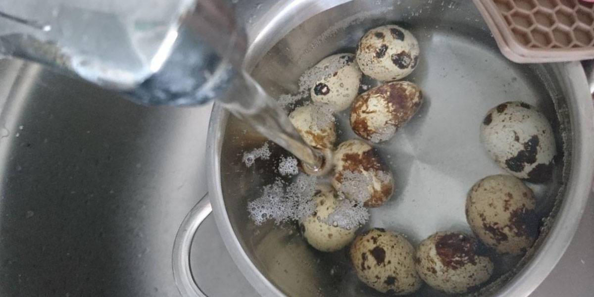 verser les œufs de caille avec de l'eau froide verser de l'eau froide sur les œufs de caille chauds