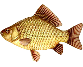 combien faire cuire la carpe crucian