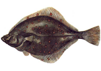 patauger