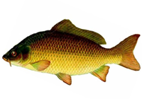 carpe