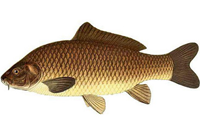 carpe