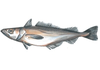 merlu