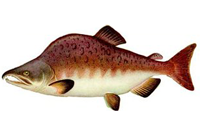 Saumon rose
