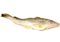 Navaga