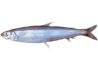 éperlan