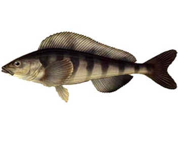 combien cuire le greenling
