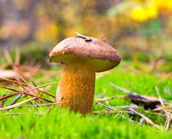 ecchymoses