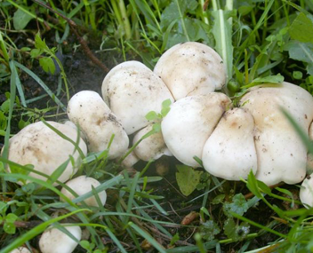 peut champignons