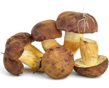 champignon polonais