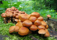 champignons au miel