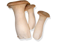 Eringi