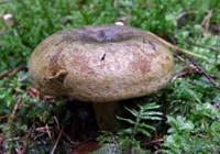 champignons de lait