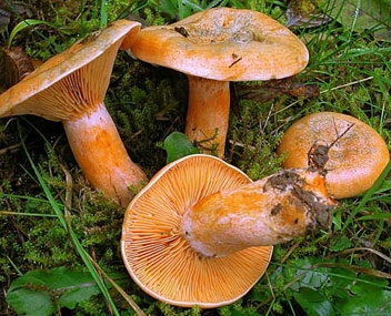 comment faire cuire des champignons