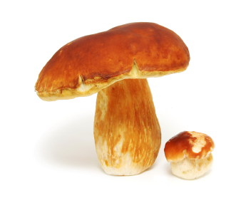 faire bouillir les cèpes