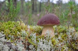 comment pousse le champignon blanc