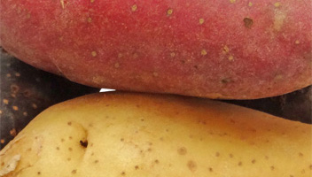 pommes de terre blanches ou rouges pour la cuisson