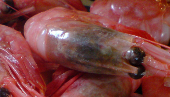 crevettes à tête noire