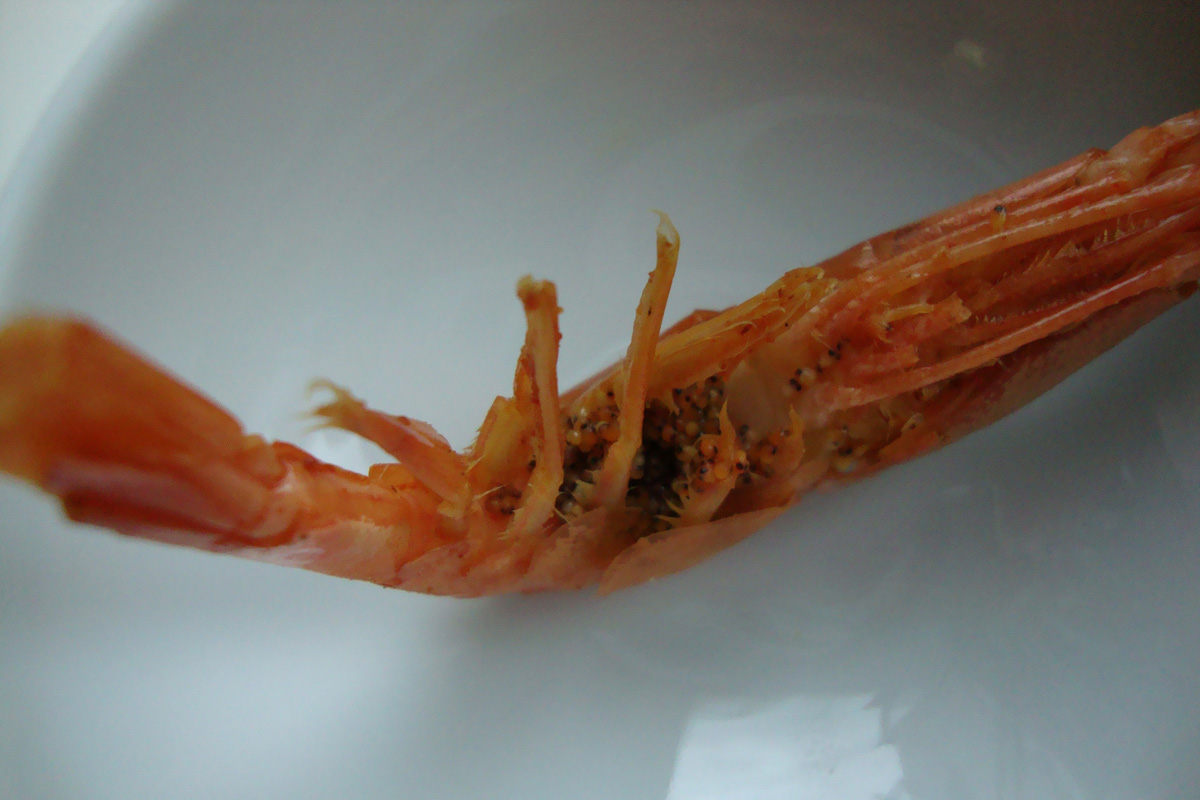 crevette