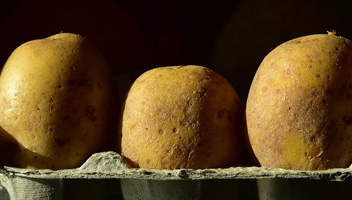 si les pommes de terre surgissent