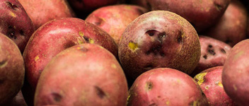 pommes de terre rouges