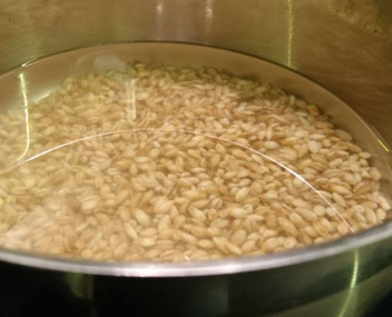 bouillon d'orge