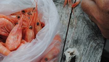 nettoyage de crevettes