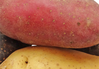 Patate