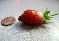 confiture de fraise