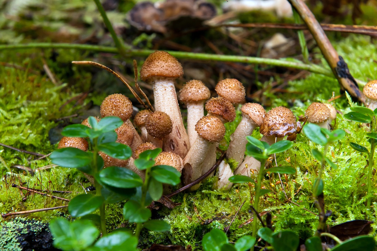 champignons au miel