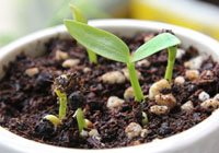 haricots germés