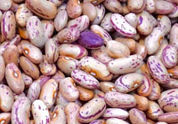 haricots grossiers