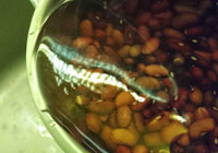 haricots fermentés