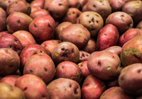 Patate