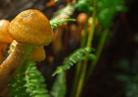 champignons au miel
