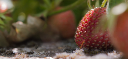 jeune fraise