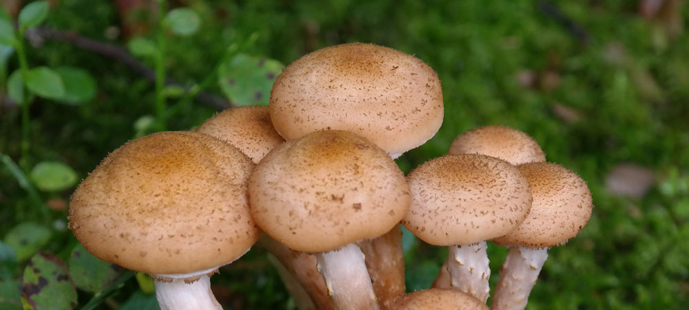 champignons au miel