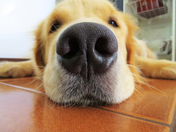 bouillie pour un chien
