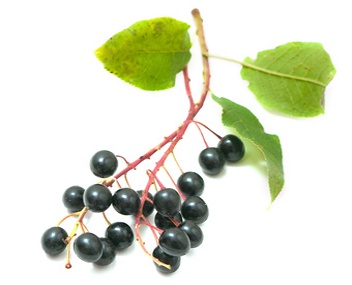 combien faire cuire la compote de cerises comment faire cuire la compote de cerises d'oiseaux