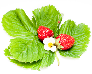 confiture de fraise faire cuire de la confiture de fraises