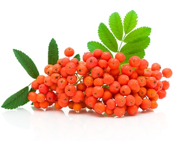 combien de minutes pour cuire la confiture de cendre de montagne faire cuire de la confiture de rowan