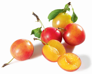 faire cuire la confiture de cerise et de prune