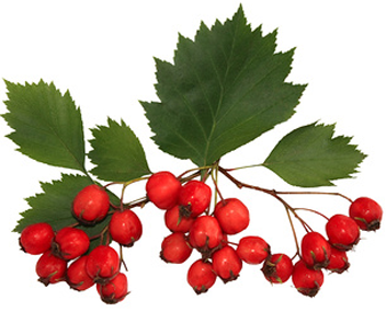 combien de minutes pour cuire la confiture d'aubépine faire de la confiture d'aubépine