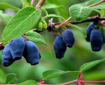 faire de la confiture de chèvrefeuille