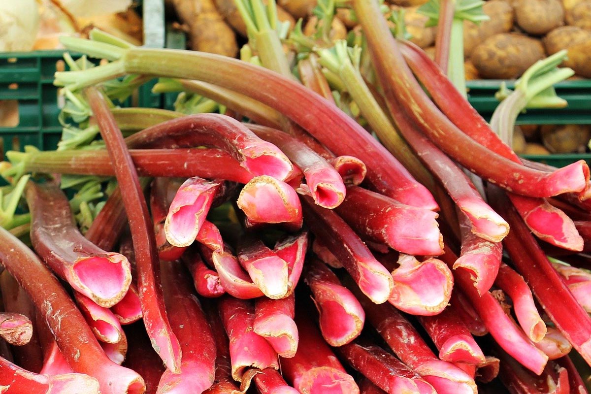 combien de minutes pour faire de la confiture de rhubarbe faire de la confiture de rhubarbe