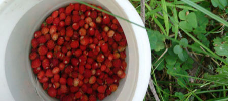 cueillette des fraises dans la forêt