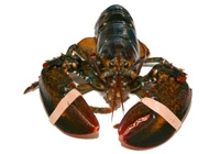 Homard